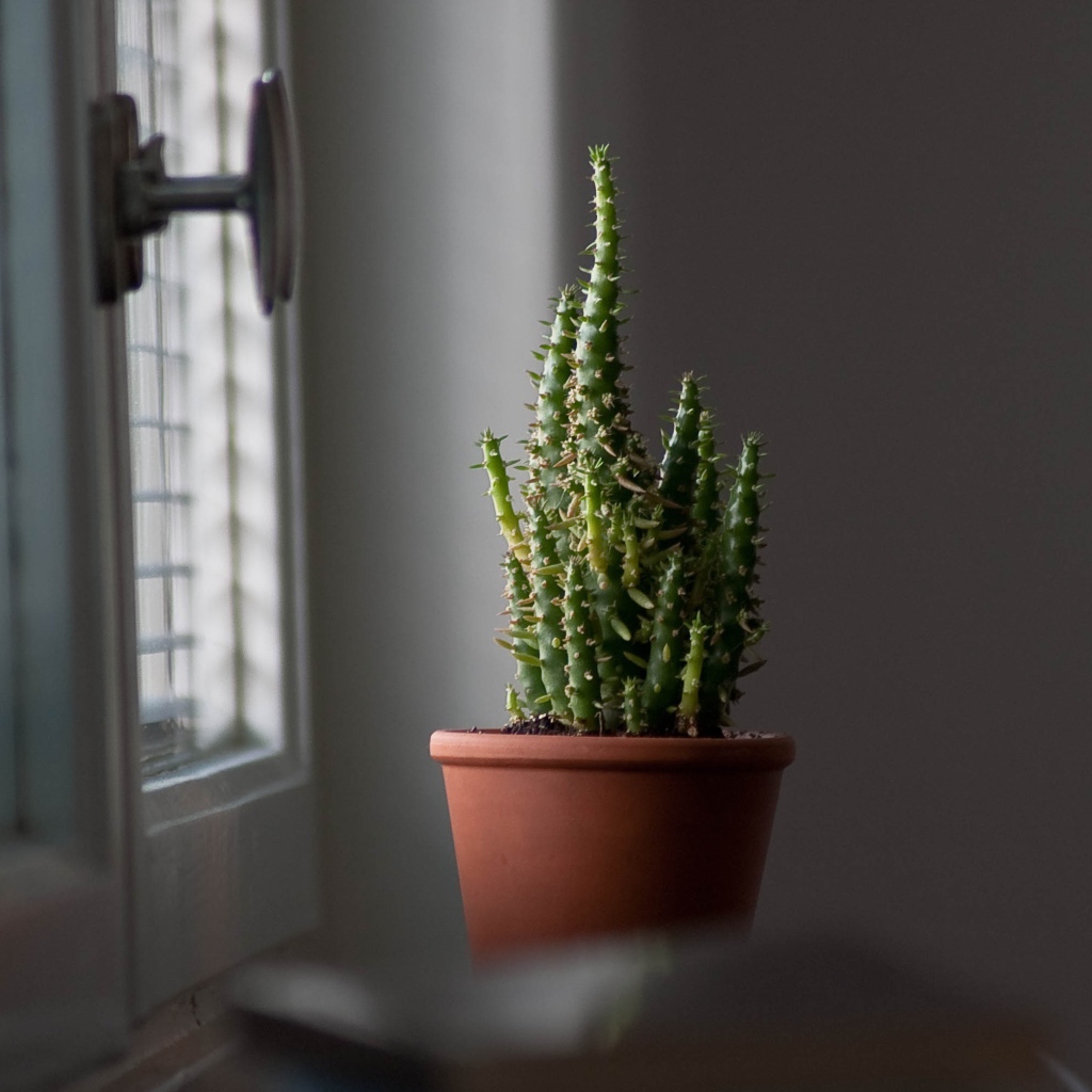 Кактус в горшке у окна 