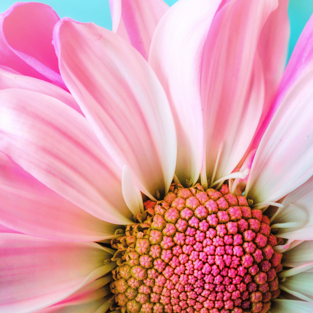 Розовые лепестки хризантем на голубом фоне крупным планом