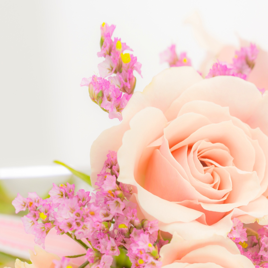 Кремовая роза с розовыми цветами на белом фоне