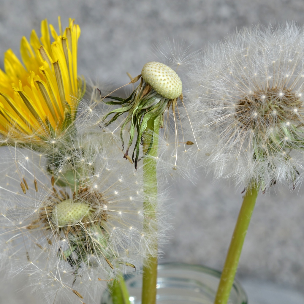 Цветы одуванчика в стеклянной банке 