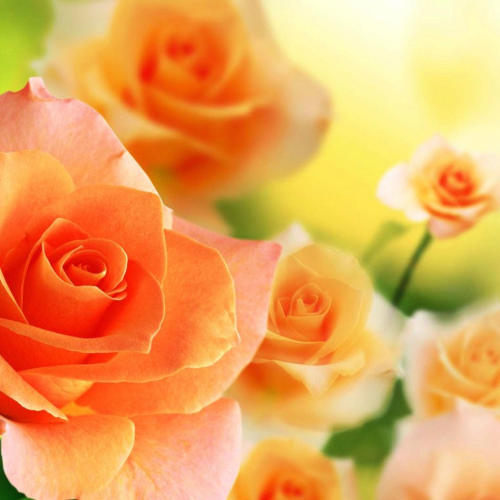 Нежные кремовые розы крупным планом