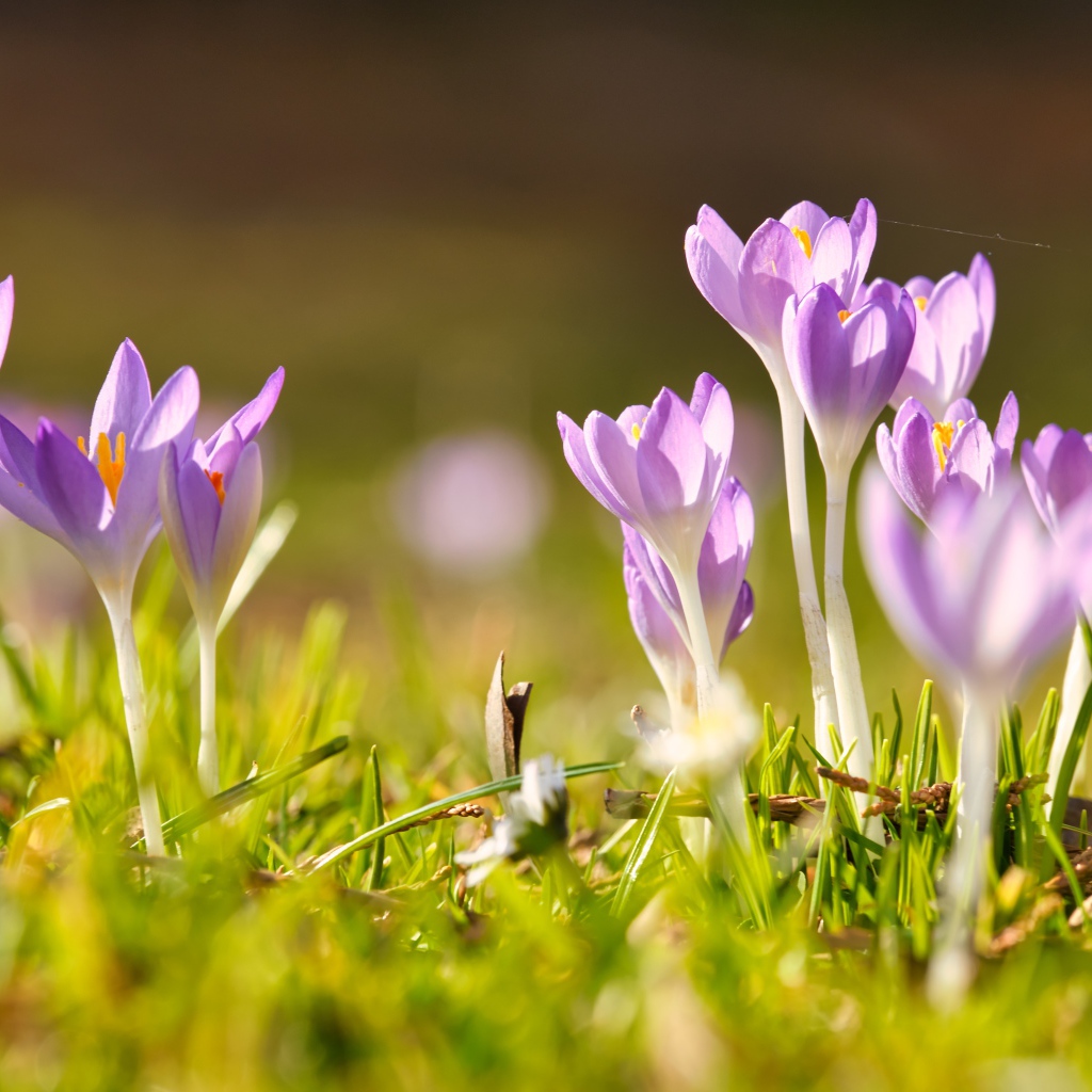 Нежные хрупкие цветы крокусов в лучах весеннего солнца