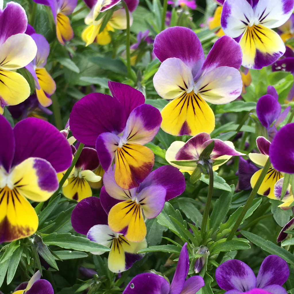 Нежные садовые цветы анютины глазки на клумбе 