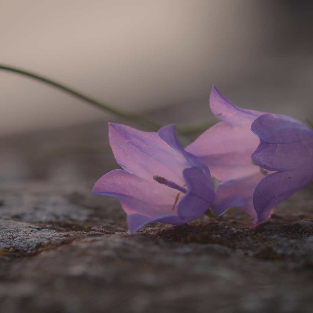 Нежные сиреневые колокольчики лежат на земле 