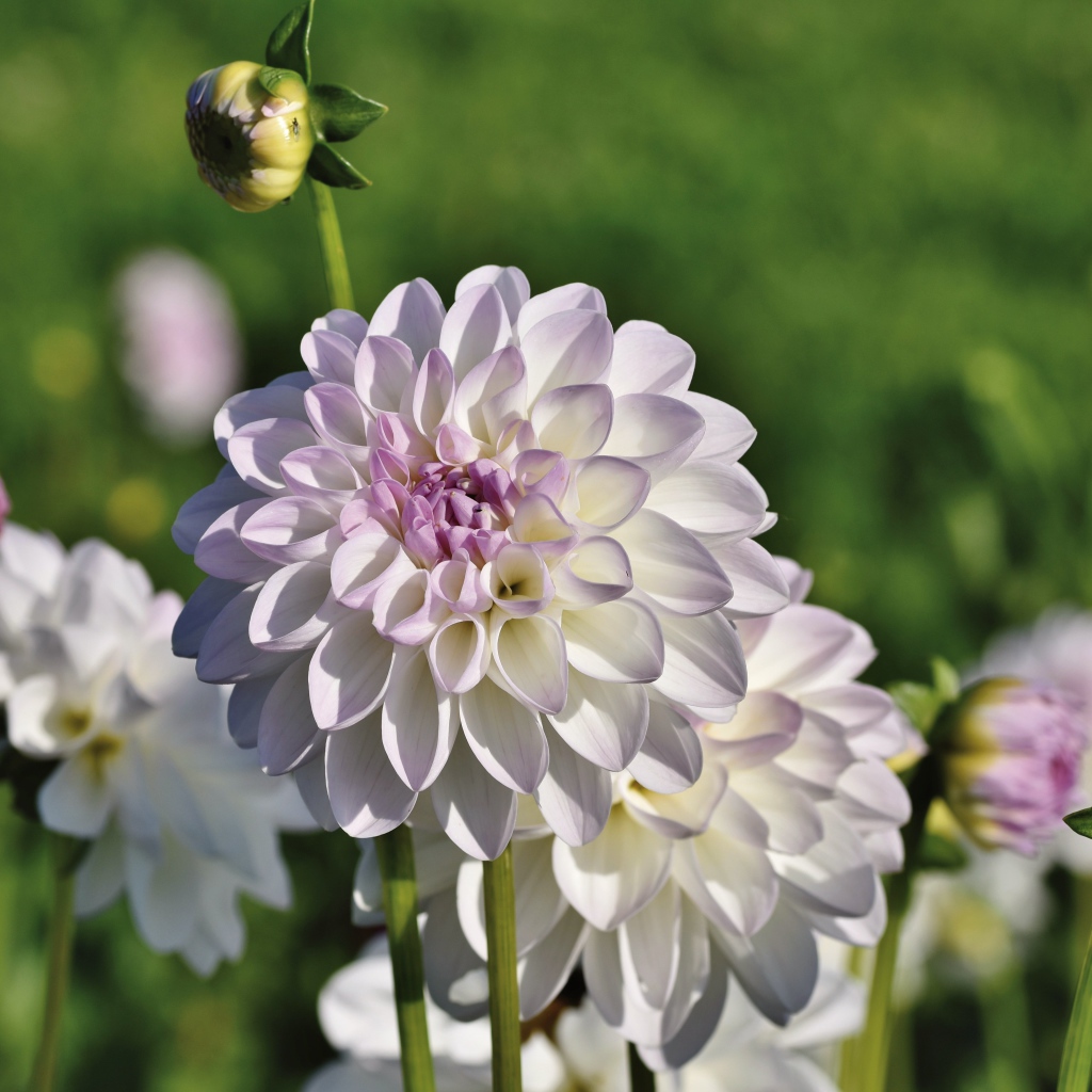 Нежные сиреневые цветы георгины с бутонами на клумбе 