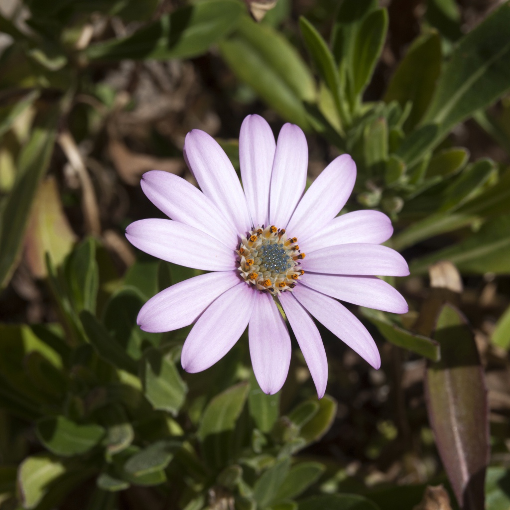 Нежный сиреневый цветок остеоспермум на клумбе