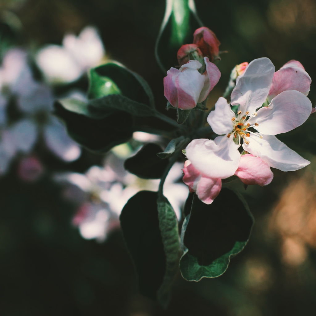 Нежные розовые цветы яблони на ветке