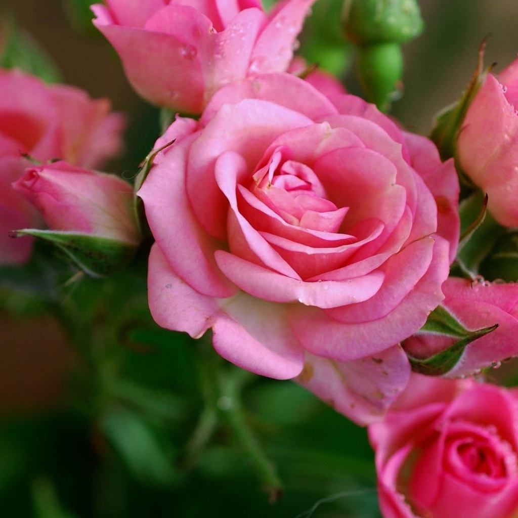 Нежные розовые садовые розы с бутонами в росе