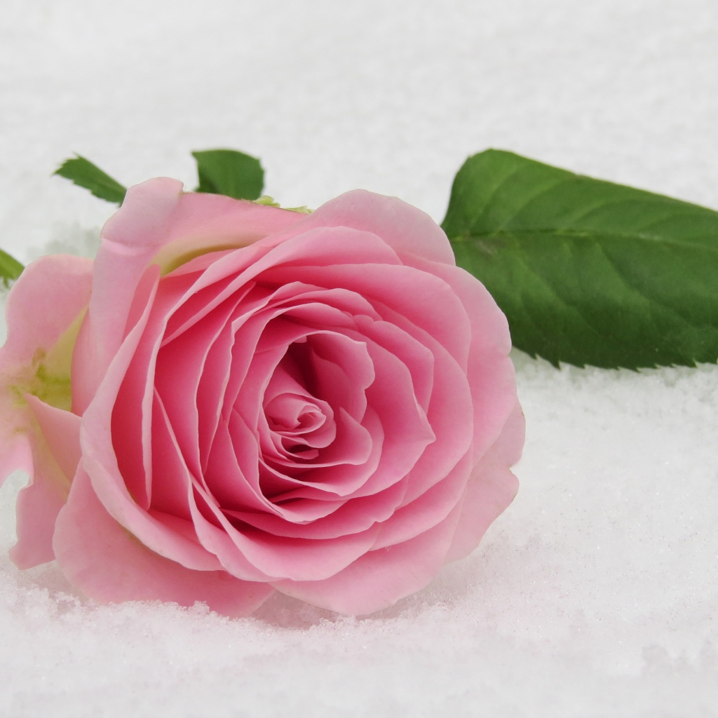 Нежный розовый цветок розы на снегу
