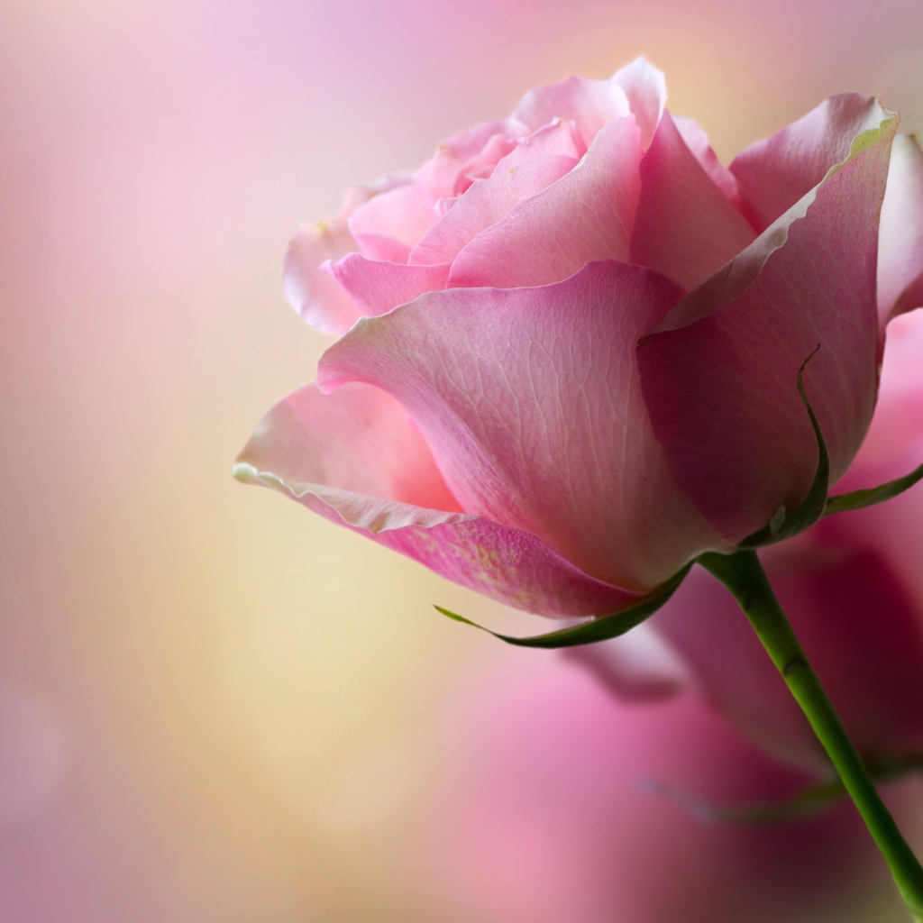 Нежная розовая роза для любимой 