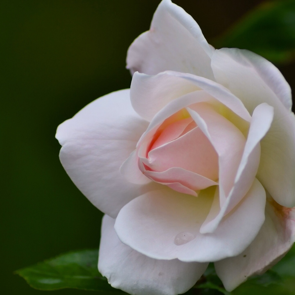 Нежные лепестки розовой розы крупным планом 