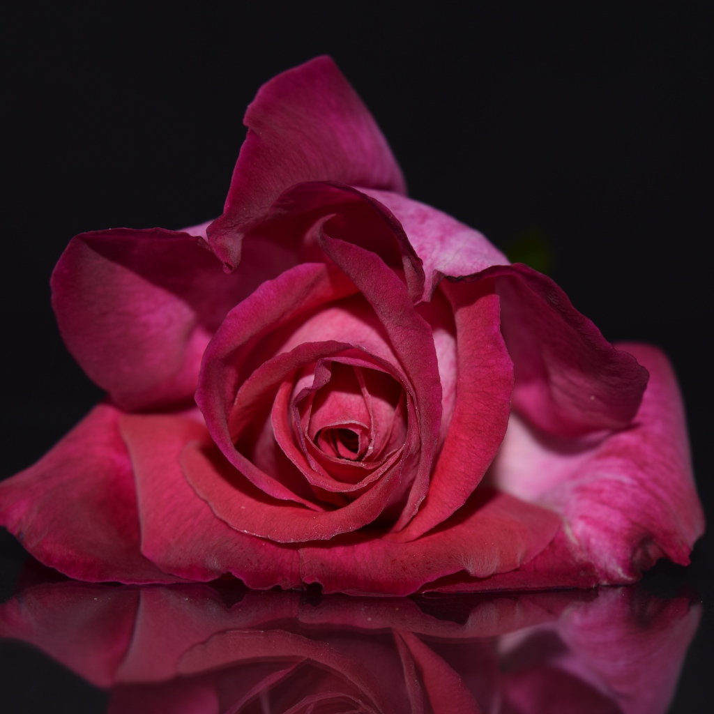 Нежная красная роза на сером фоне 