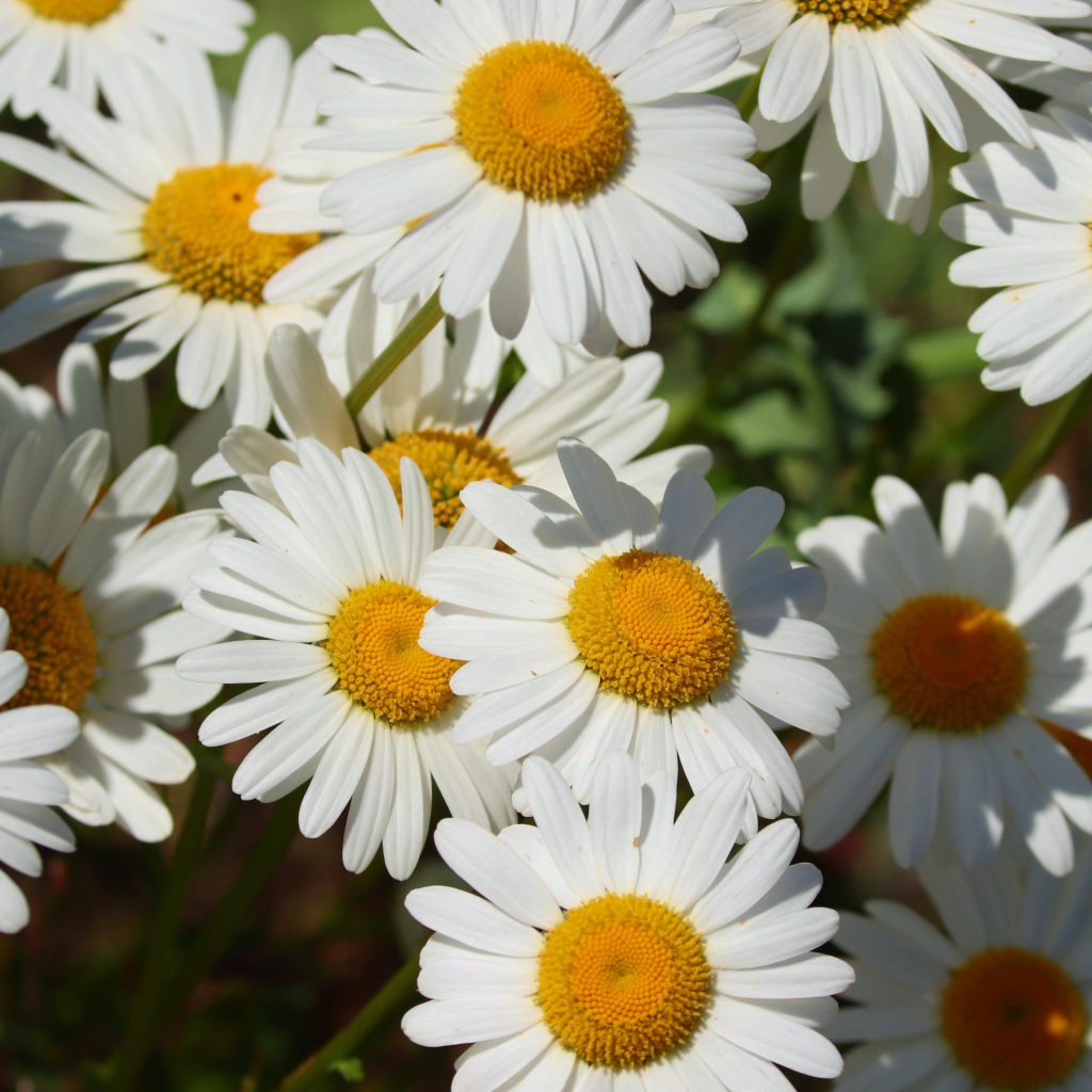 Нежные белые ромашки с желтой серединкой в лучах солнца 