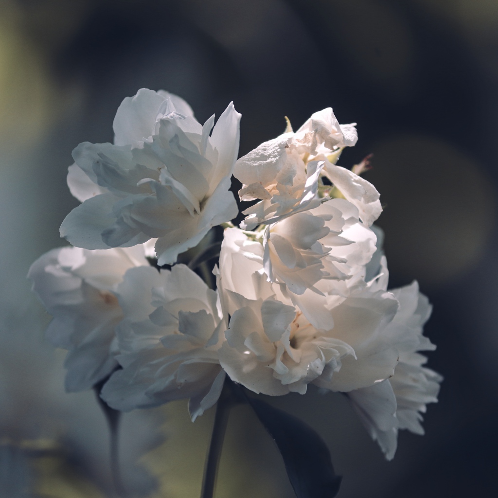 Нежные белые цветы в лучах солнца