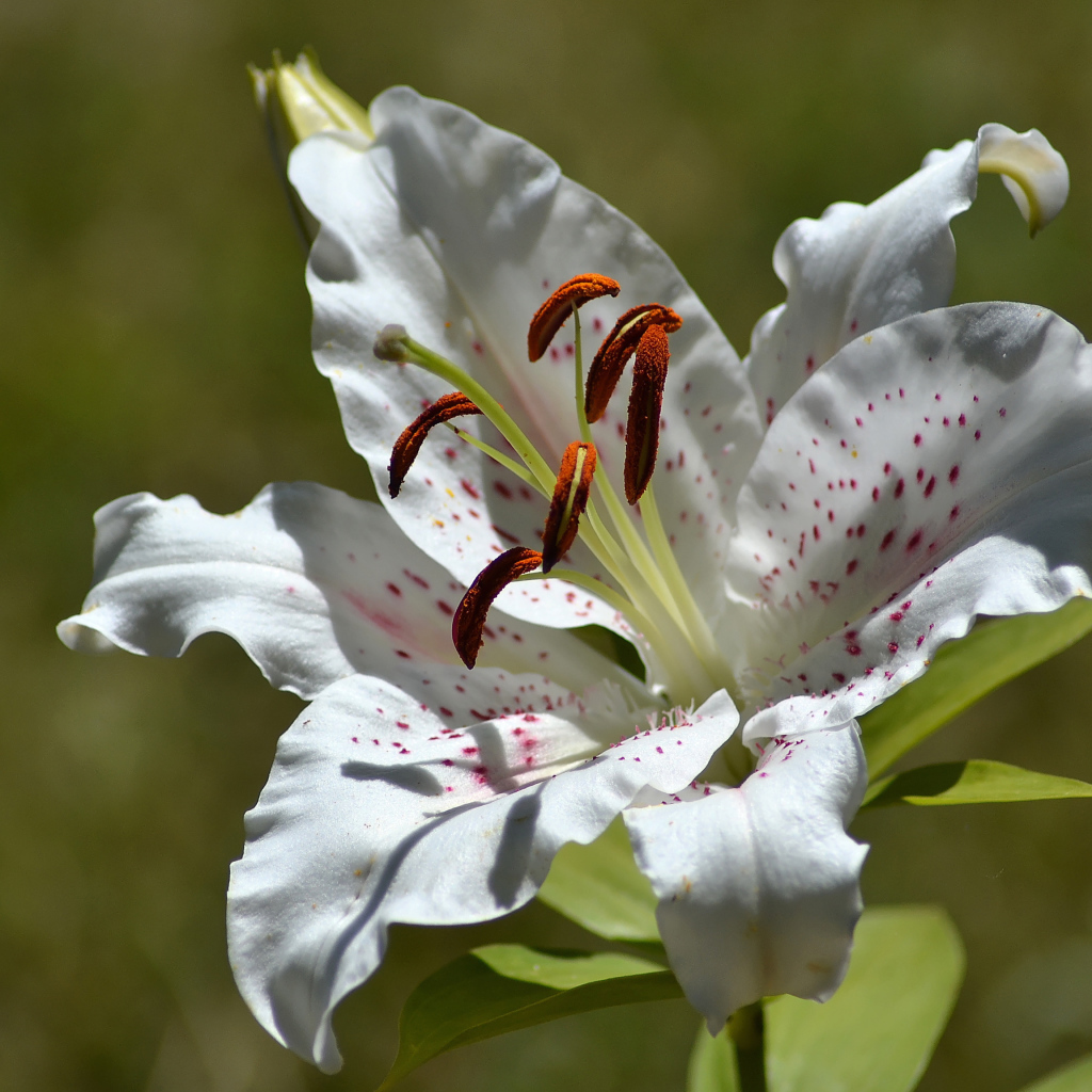 Нежный белый цветок лилии крупным планом