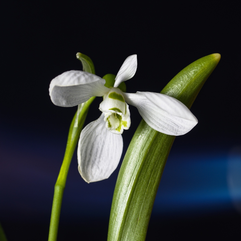 Нежный белый цветок подснежник с зелеными листьями