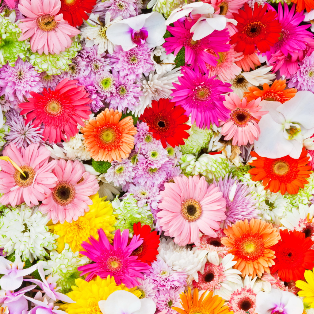 Разные разноцветные цветы крупным планом