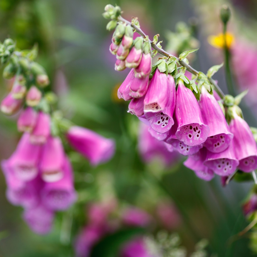 Розовые цветы наперстянка крупным планом  на клумбе