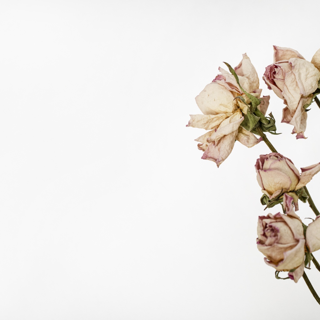 Засохшие розовые розы на белом фоне
