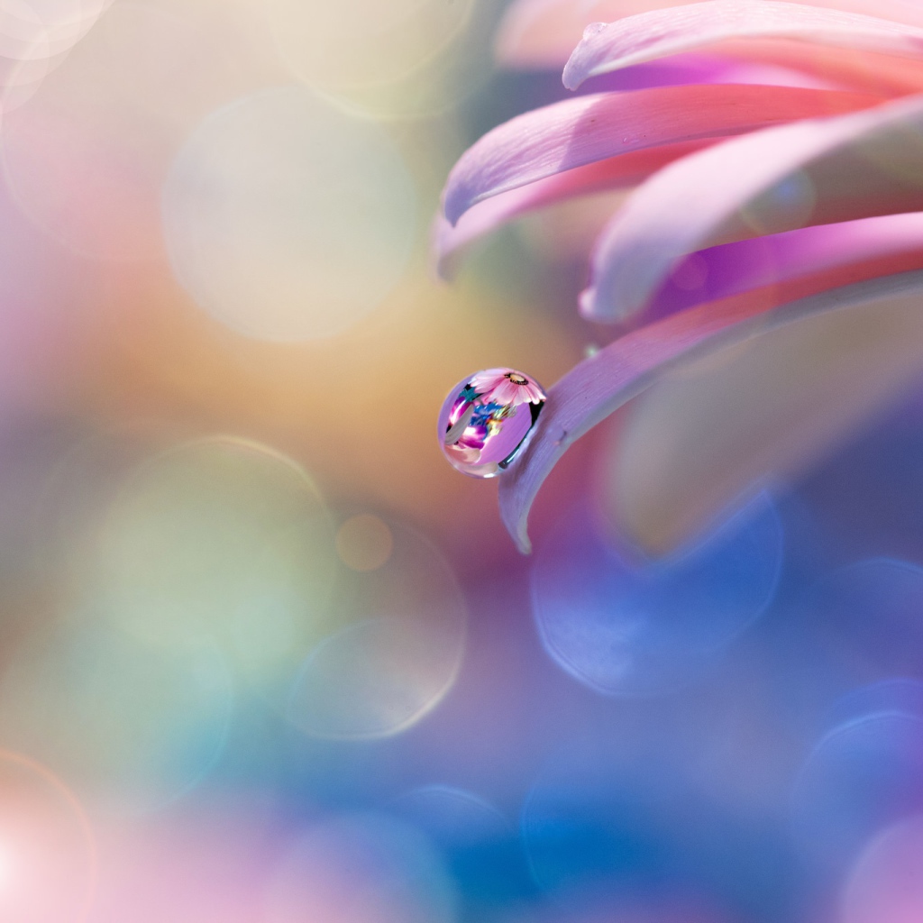 Капля росы на розовом лепестке 