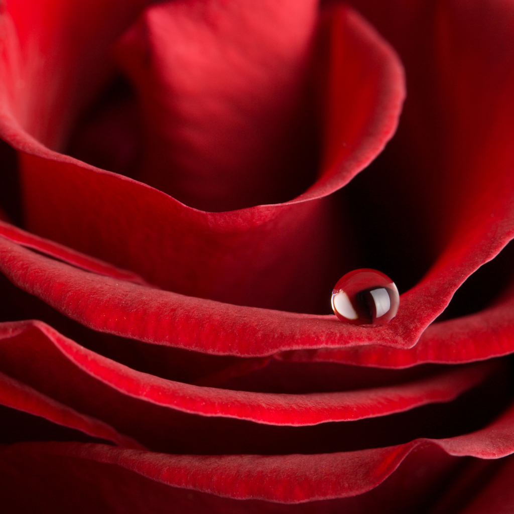 Капля росы на лепестке красной розы