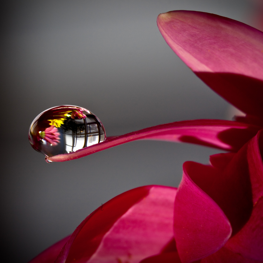 Капля росы на лепестке красного цветка 