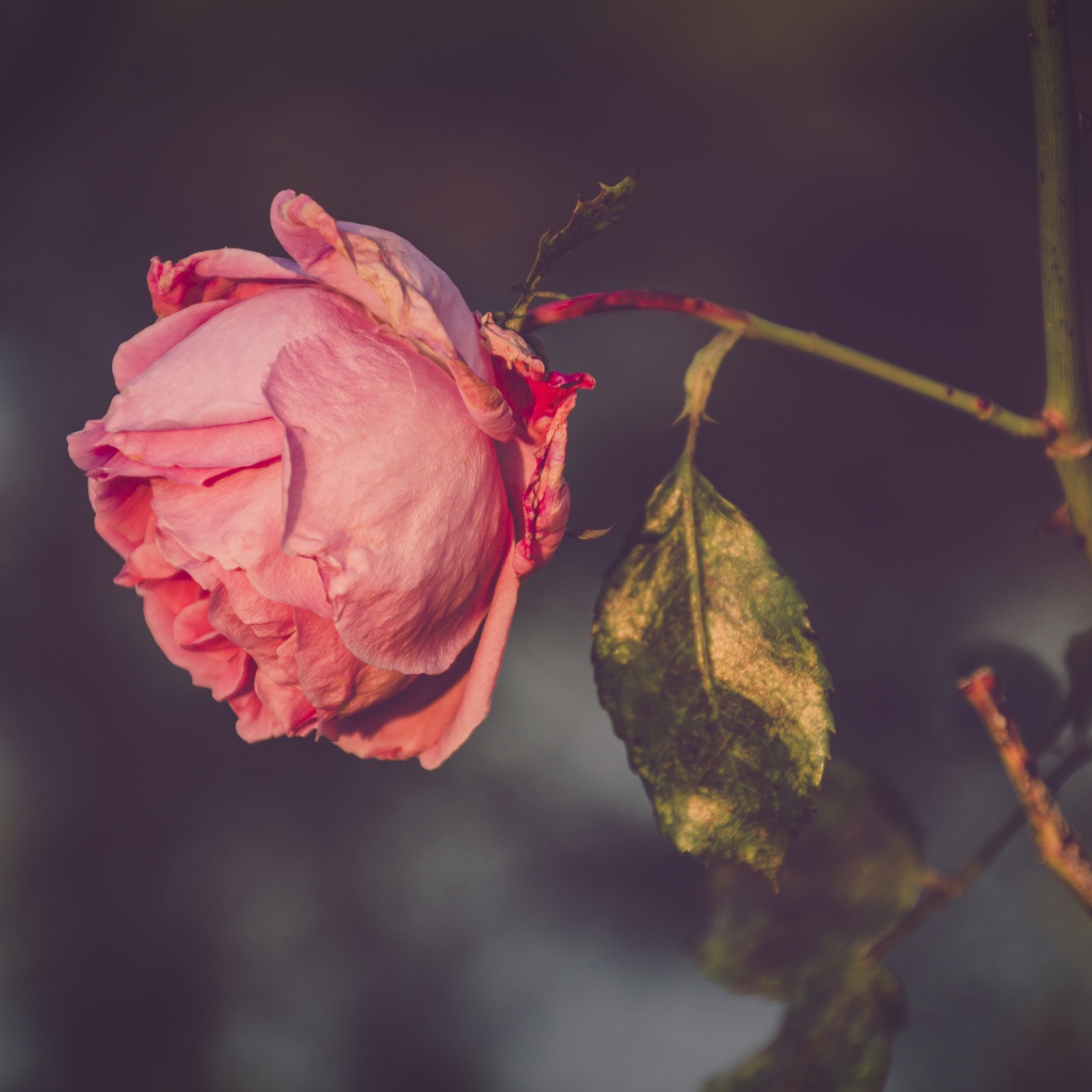 Сухая розовая роза на ветке 