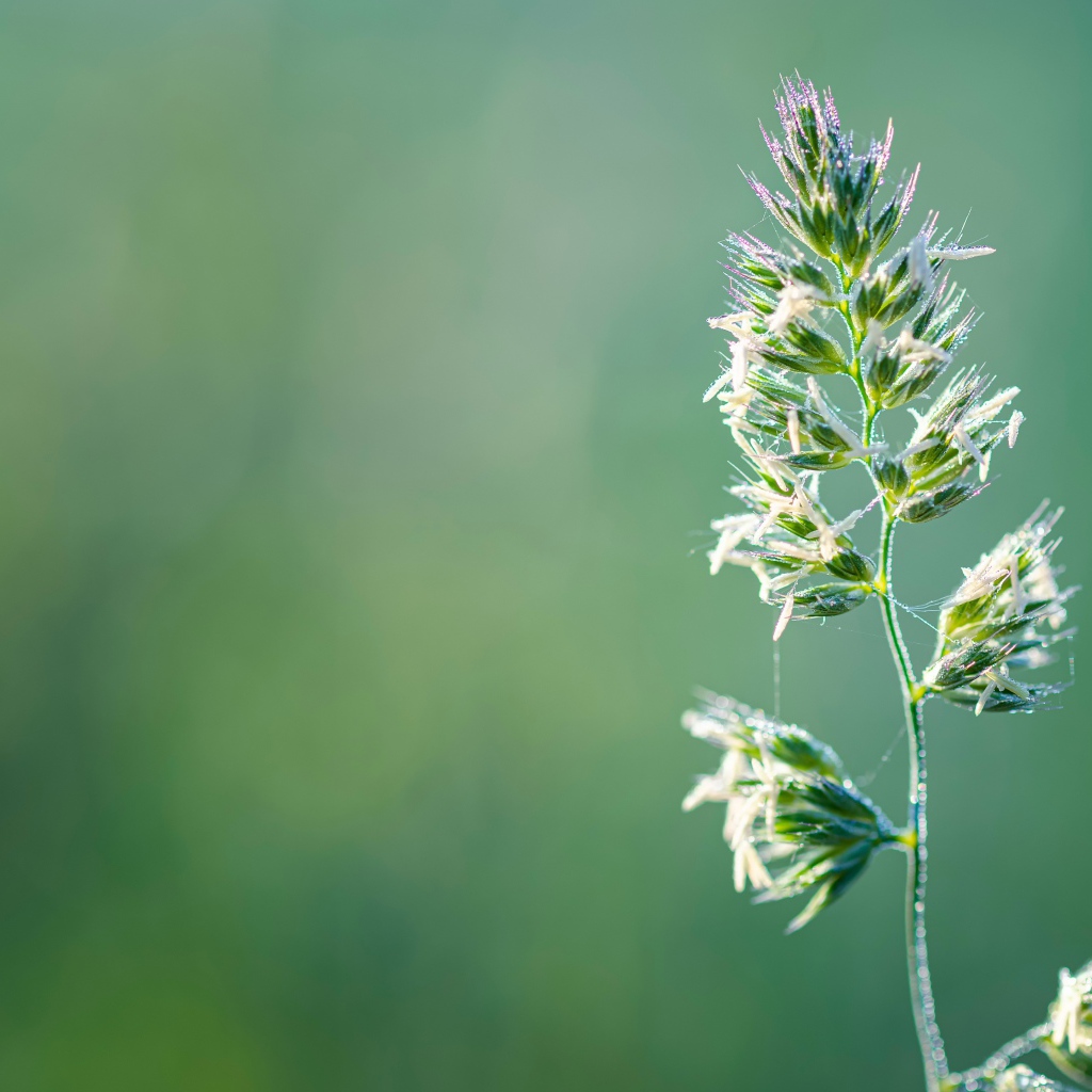Полевое растение на зеленом фоне