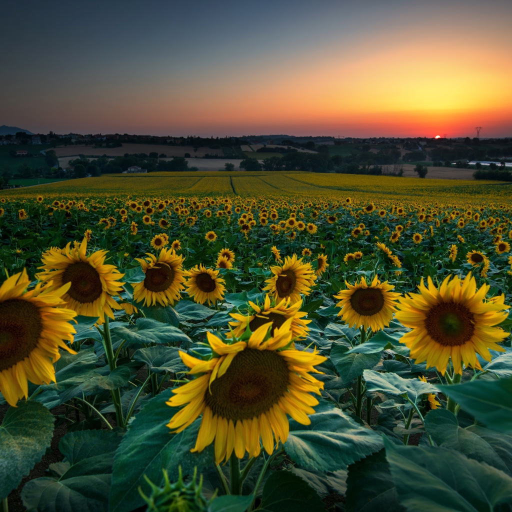 Поле с цветущими подсолнухами на закате солнца 