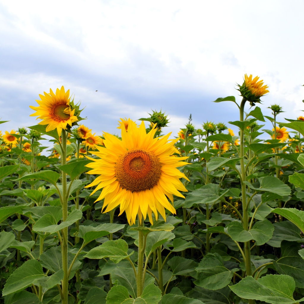 Поле с высокими цветущими подсолнухами