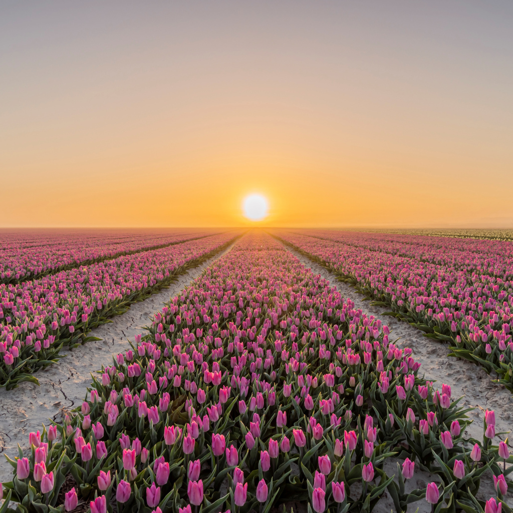 Поля с розовыми тюльпанами на фоне заката 