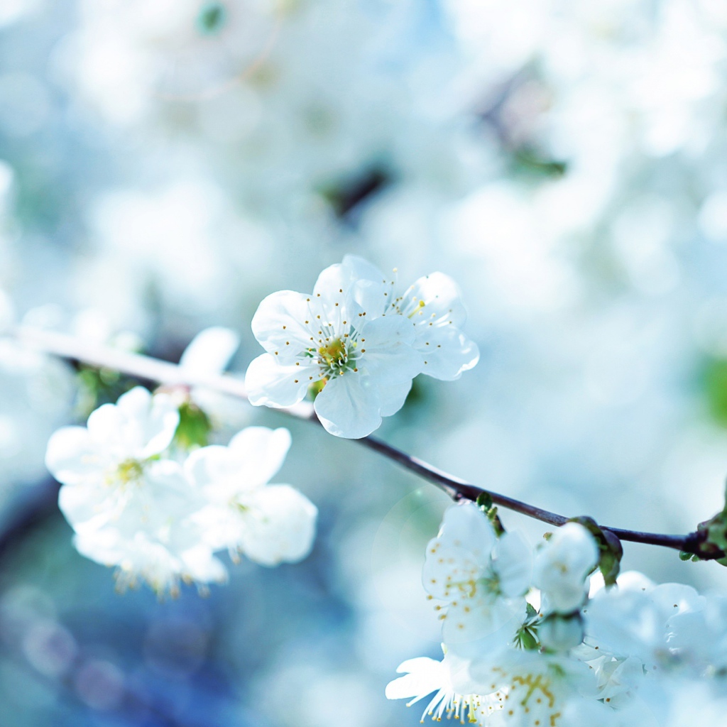 Цветущая ветка вишни в лучах солнца