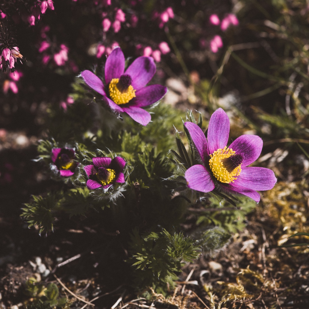 Цветы прострел луговой на поле  