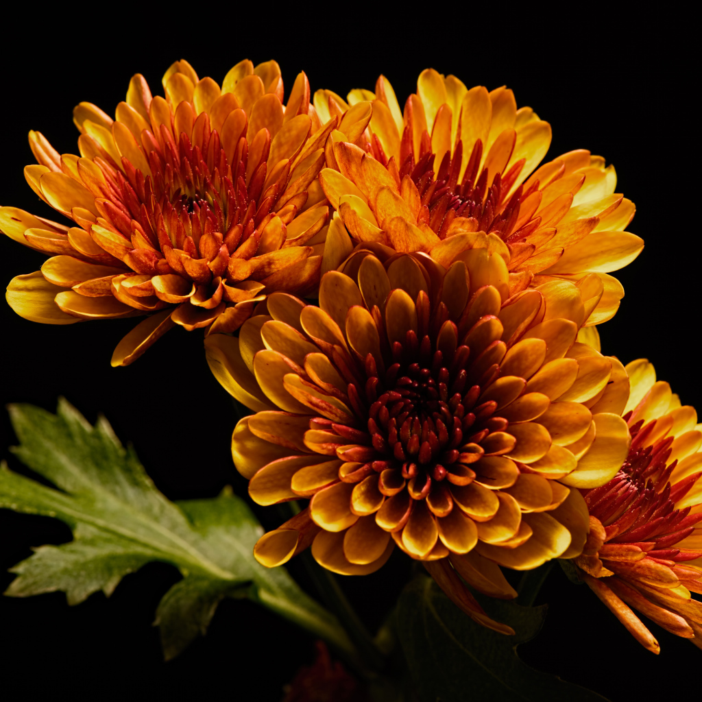 Четыре оранжевых цветка хризантемы на черном фоне 