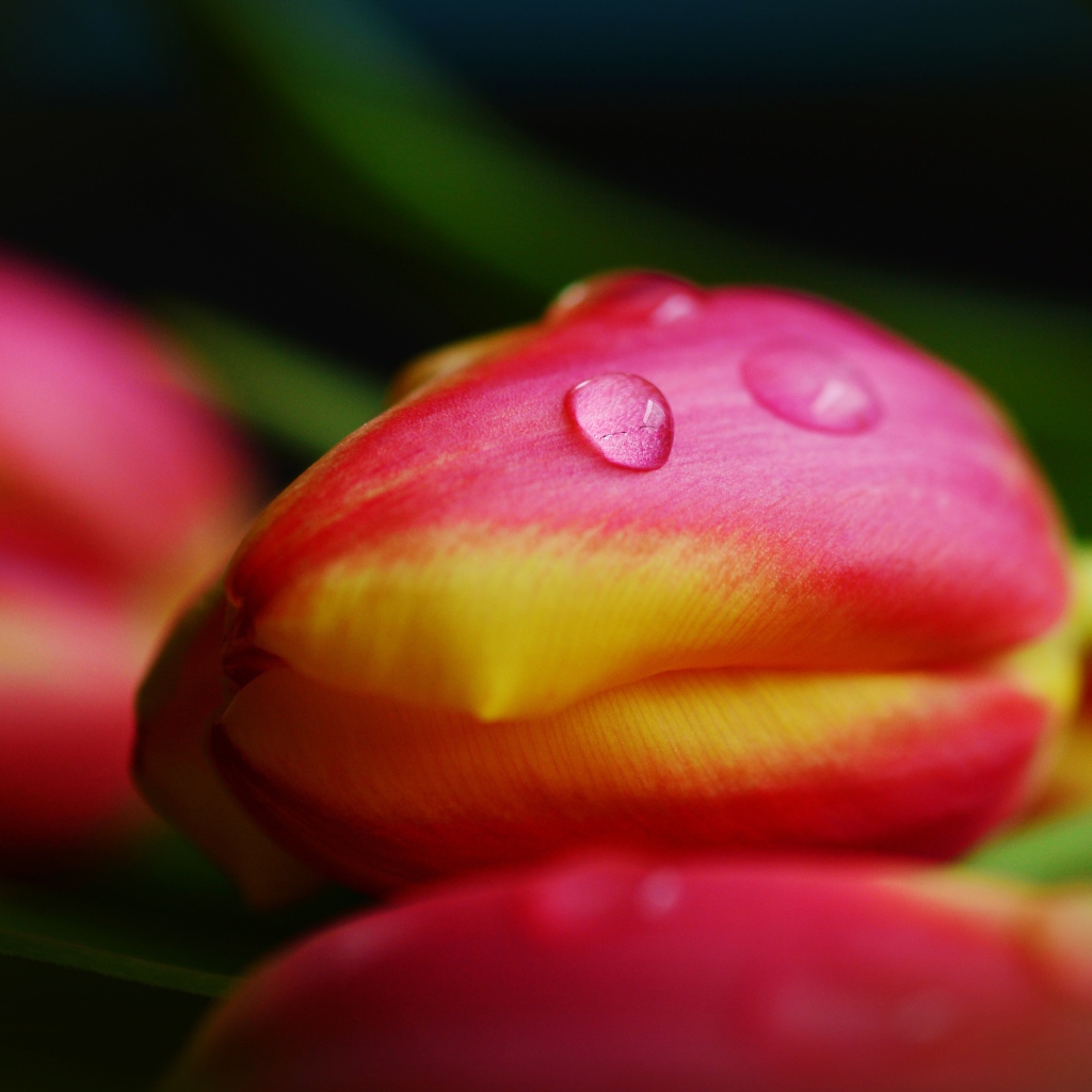Хрупкие розовые тюльпаны в каплях росы