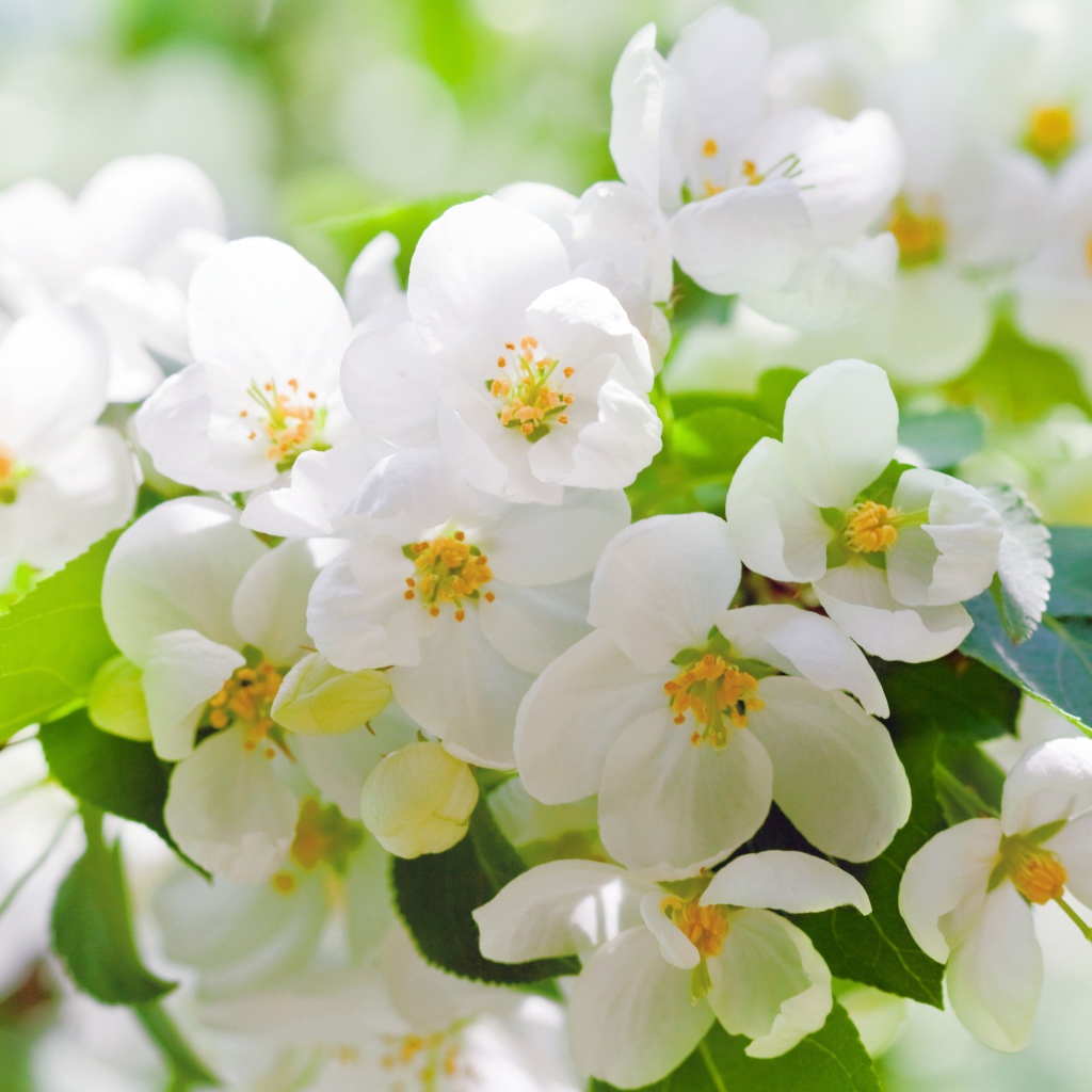 Ароматные белые цветы жасмина крупным планом