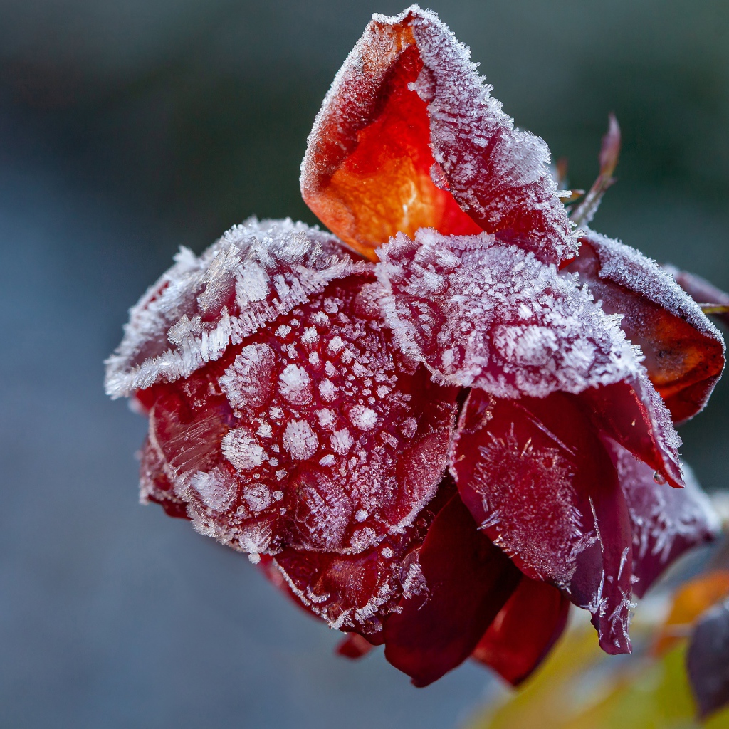 Покрытая инеем красная роза на клумбе 