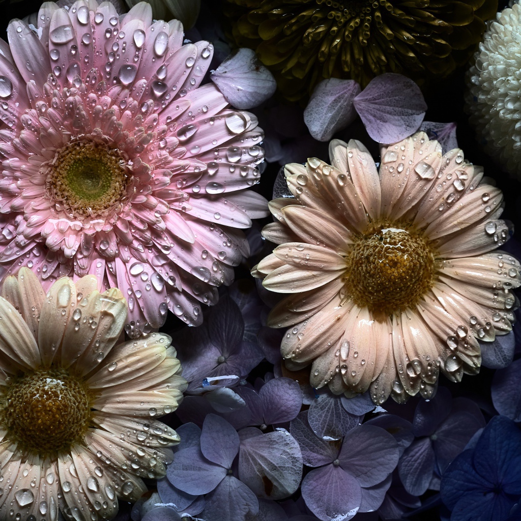 Цветы герберы и гортензии в каплях воды