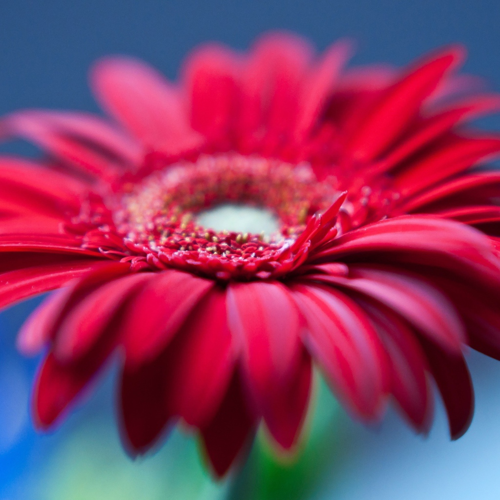 Цветок герберы с красными лепестками на голубом фоне