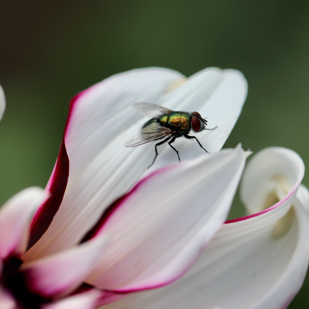 Зеленая муха на лепестке  георгина 