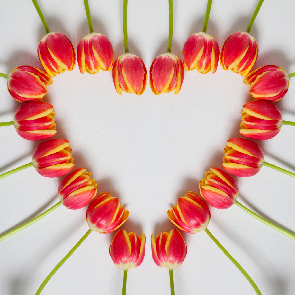 Сердце из красных тюльпанов на сером фоне