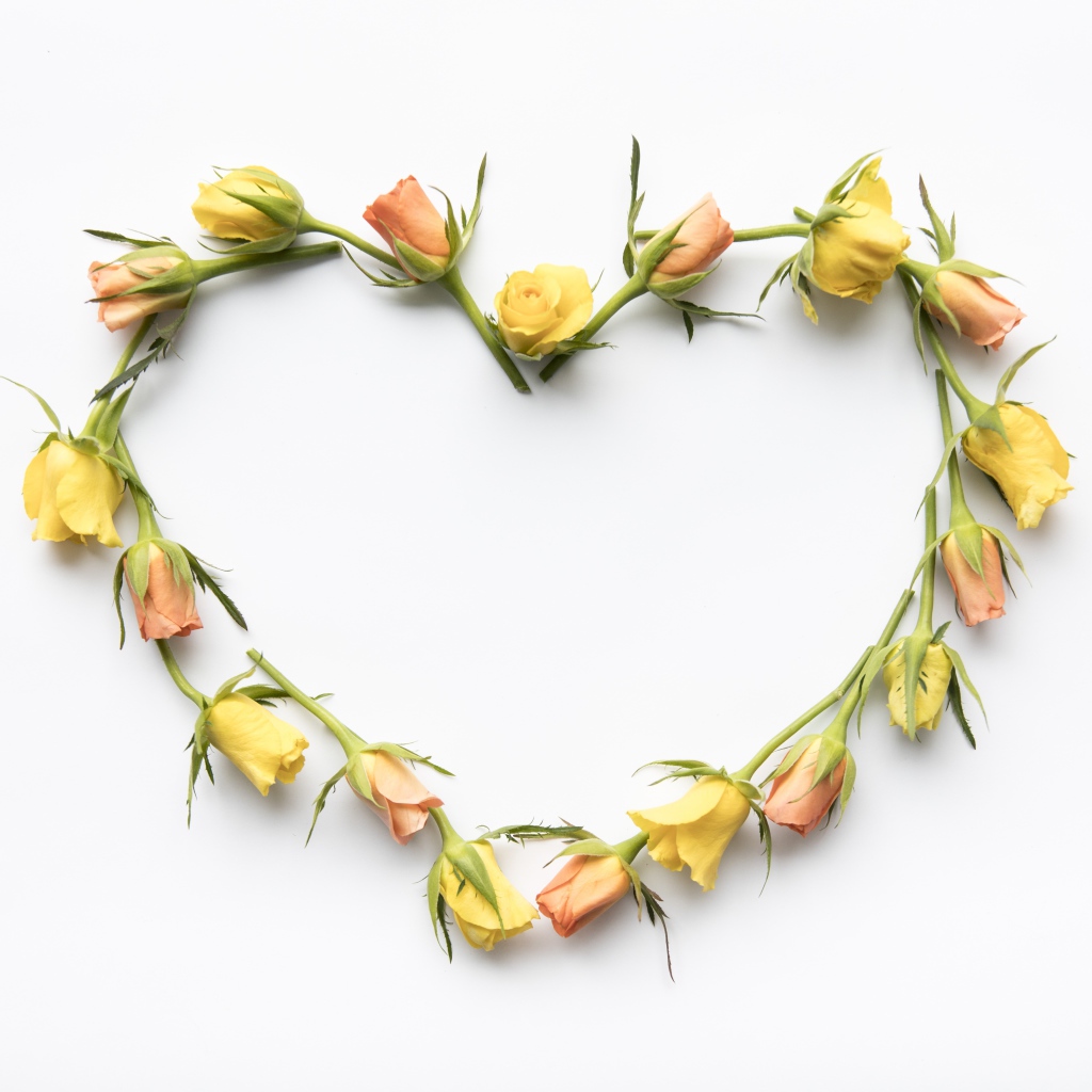 Сердце из бутонов розы на белом фоне