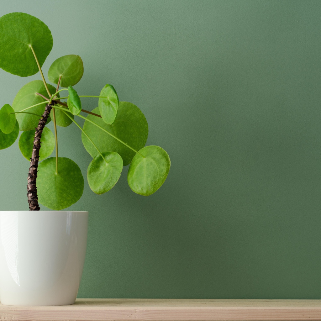 Комнатный цветок в белом горшке у стены