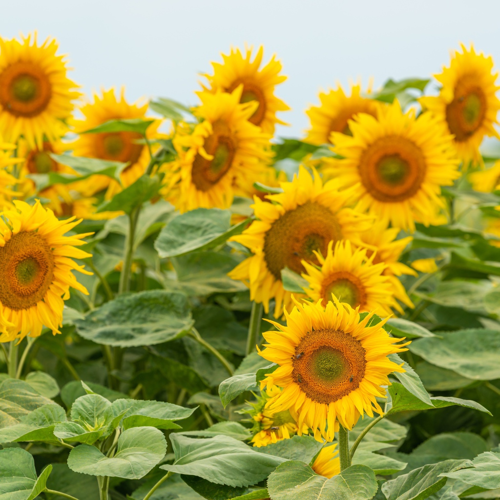 Большие цветущие подсолнухи с зелеными листьями летом на поле 