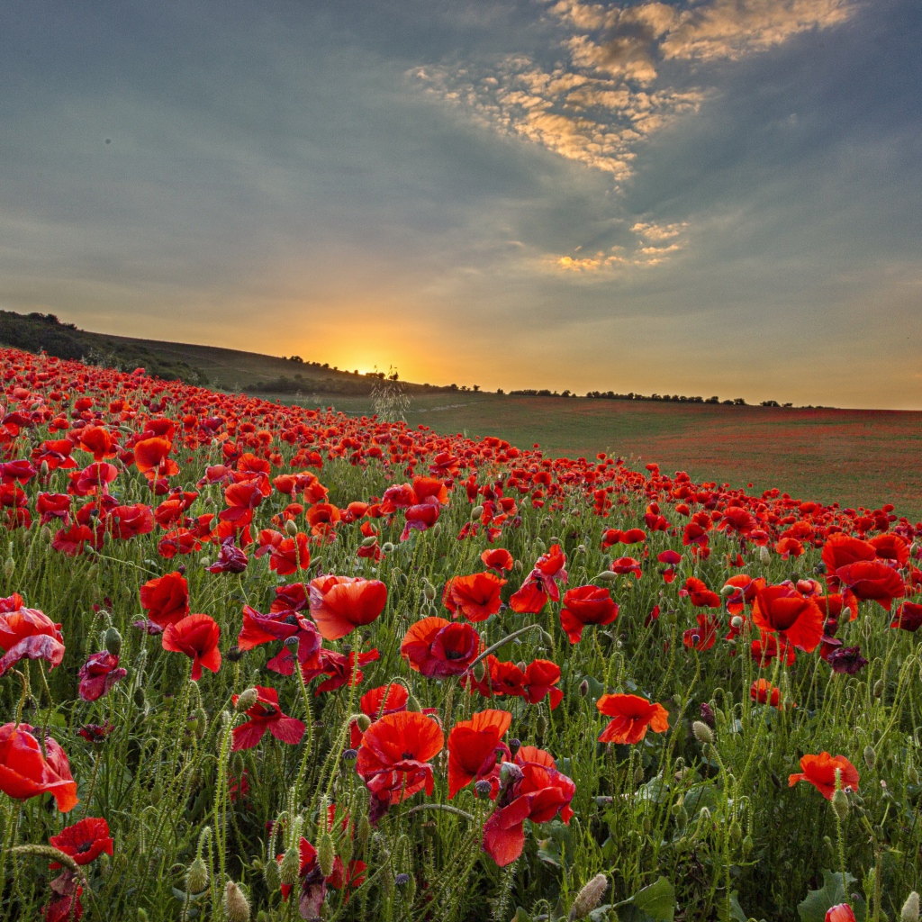 Большое поле с красными маками на рассвете 