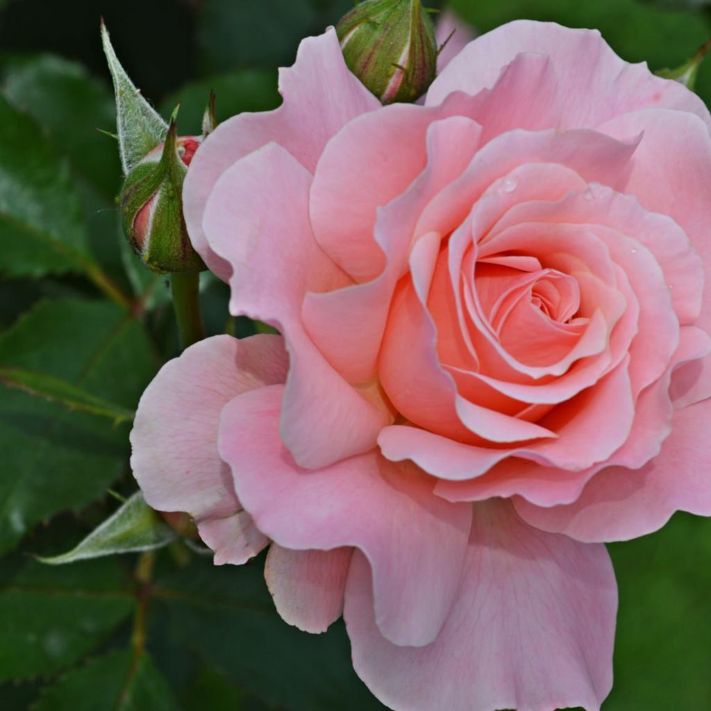 Большая розовая роза с бутонами на клумбе