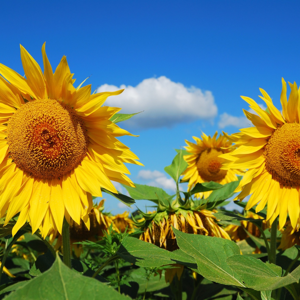 Большие желтые цветущие подсолнухи на поле 