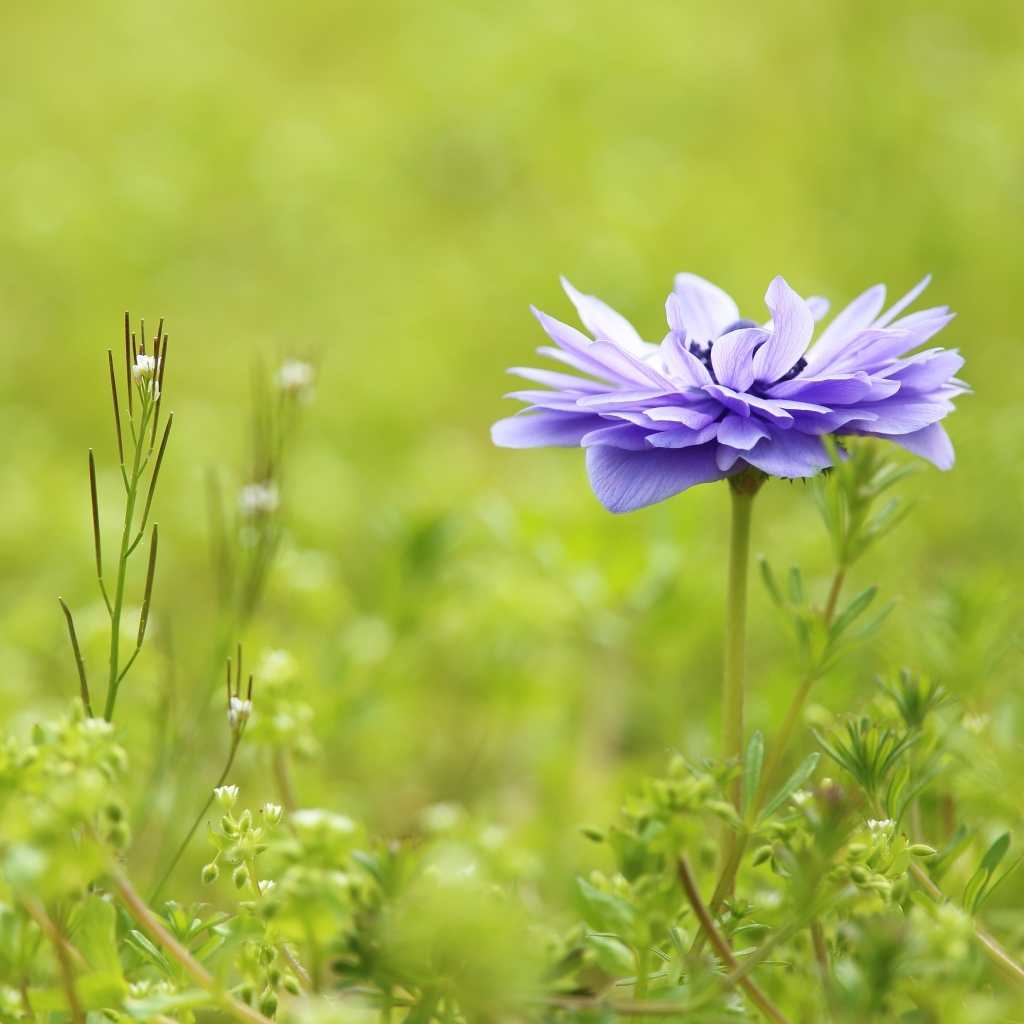 Сиреневый цветок Анемоне растет на поле в зеленой траве