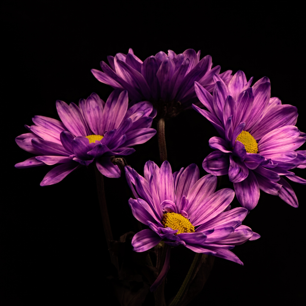 Сиреневый цветок хризантемы на черном фоне