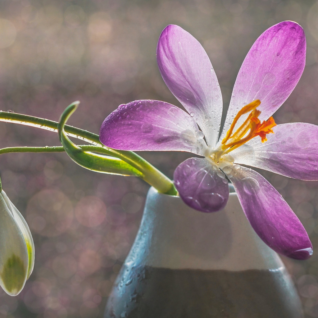 Сиреневый цветок крокуса в вазе с белым подснежником